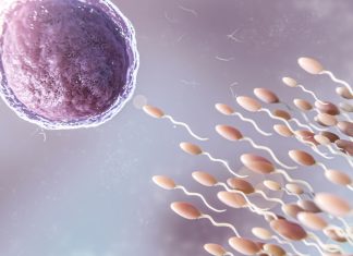 Grossesse après FIV : étapes, particularités et suivi